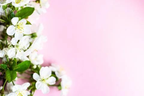 Spring floral frame Stock Photos