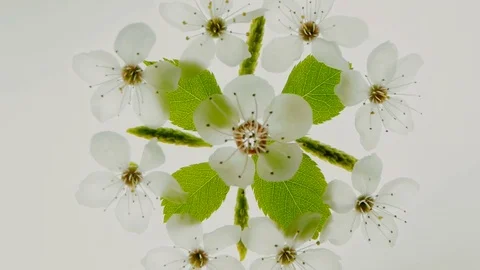Spring floral kaleidoscopic pattern with birch catkins &amp; cherry flowers and leav Stock Footage 74100494