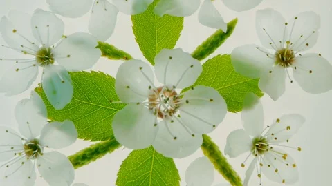 Spring floral kaleidoscopic pattern with birch catkins &amp; cherry flowers and leav Stock Footage 74100962