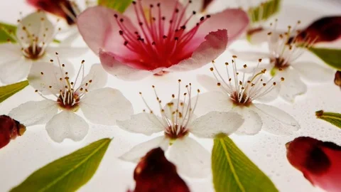 Spring floral kaleidoscopic pattern with cherry &amp; apricot flowers and leaves. Stock Footage 74100304