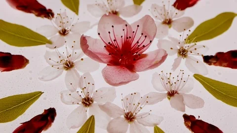 Spring floral kaleidoscopic pattern with cherry &amp; apricot flowers and leaves. Stock Footage 74100412