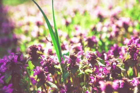 Spring floral pattern Stock Photos