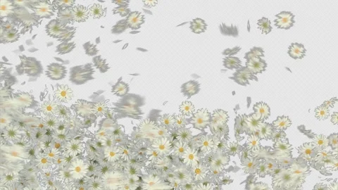 Spring Floral Petals Blowing Wipe Transparent Stock Footage 338078443
