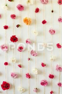 Spring floral texture of rose buds on white wall Stock Photos