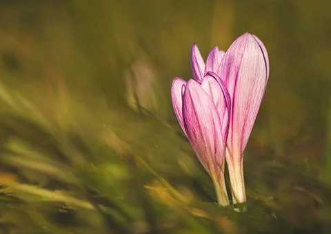 Spring flower 2 Stock-Fotos