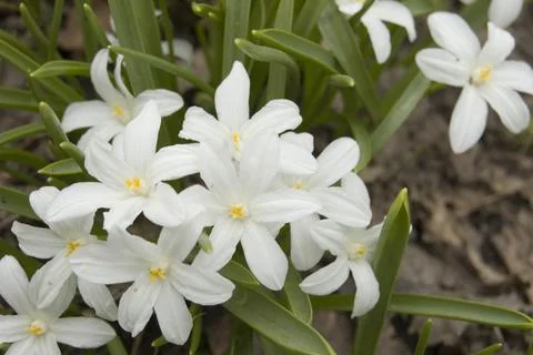Spring flower of almonds tree. Element of design. Stock Photos