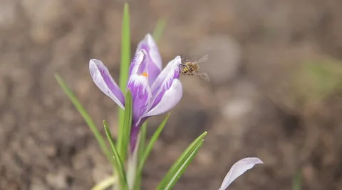 Spring flower and bee Stock Footage 62170349