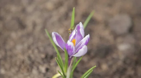 Spring flower and bee Stock Footage 62170485