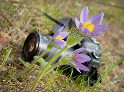 Spring flower and camera Stock Photos