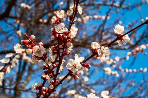 Spring flower of apricot Stock Photos