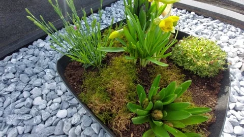 Spring flower arrangement in a pot with daffodils, hyacinths and moss on grey st Stock Footage 333642909