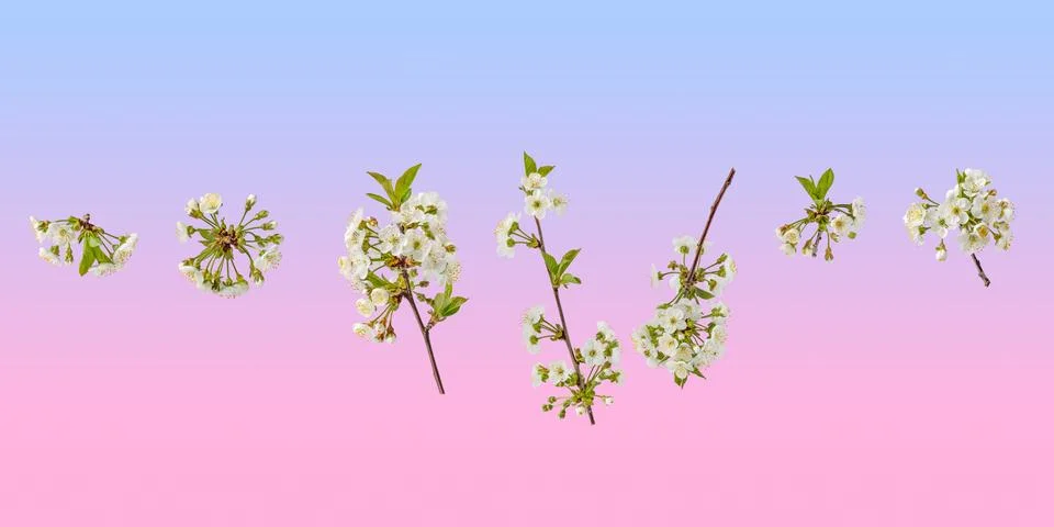 Spring flower background cherry blossoms Stock Photos