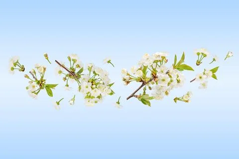 Spring flower background cherry blossoms Stock Photos