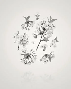 Spring flower background cherry blossoms Stock Photos