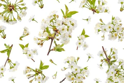 Spring flower background cherry blossoms Stock Photos