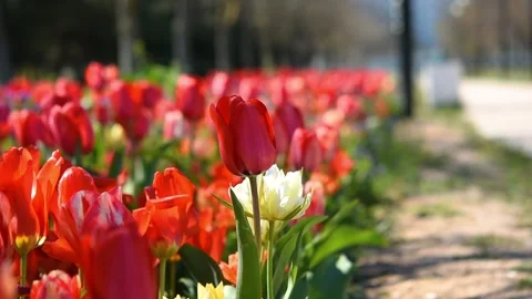 Spring flower background Stock Footage 165026361