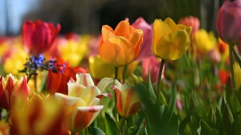 Spring flower background Stock Footage 165026411