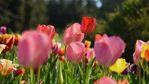 Spring flower background. Stock Footage 165026441