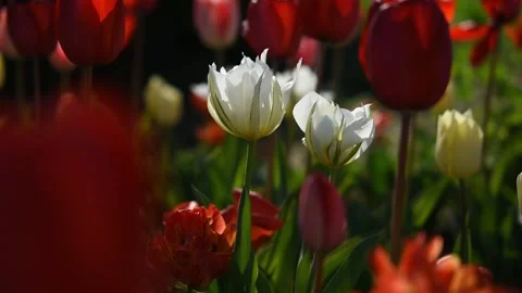 Spring flower background. Video stock 231216144