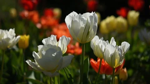 Spring flower background. Stock Footage 237498155