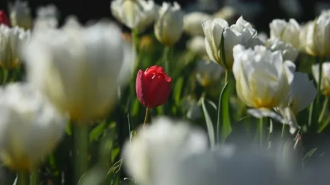 Spring flower background. Stock Footage 237498156