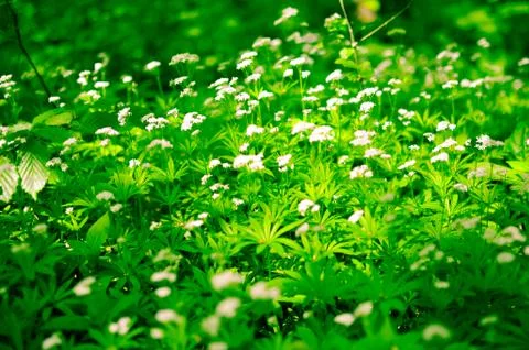 Spring flower background, snowdrops. Stock Photos