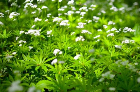 Spring flower background, snowdrops. Stock Photos