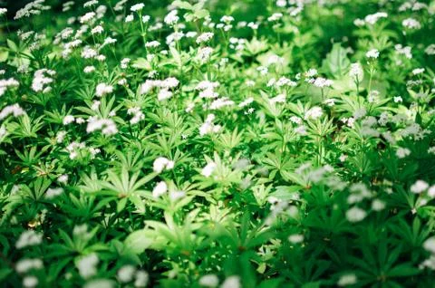 Spring flower background, snowdrops. Stock Photos