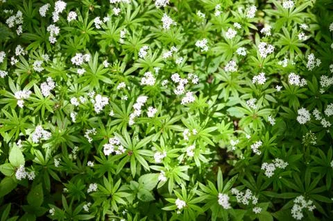 Spring flower background, snowdrops. Stock Photos