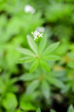 Spring flower background, snowdrops. Stock Photos
