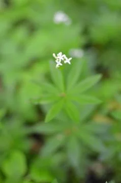 Spring flower background, snowdrops. Stock Photos
