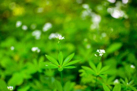 Spring flower background, snowdrops. Stock Photos