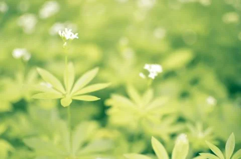 Spring flower background, snowdrops. Stock Photos