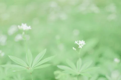 Spring flower background, snowdrops. Foto stock
