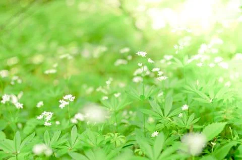 Spring flower background, snowdrops. Stock Photos