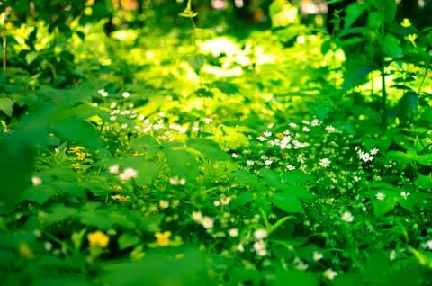 Spring flower background, snowdrops. Stock Photos