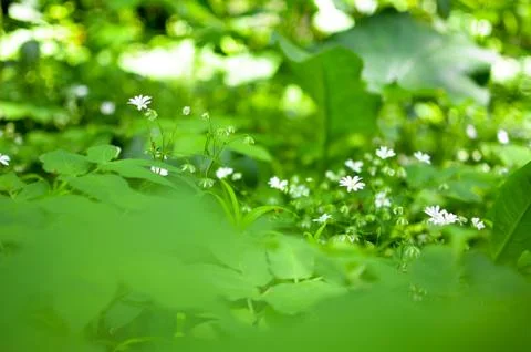Spring flower background, snowdrops. Stock Photos