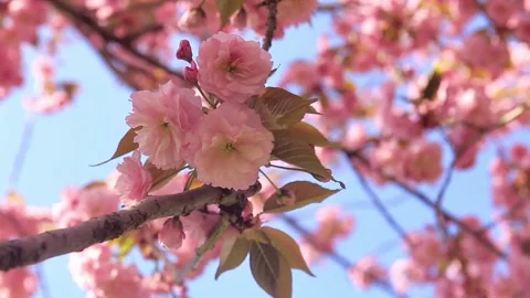 Spring Flower Background. Tree Branches Bloom against blue sky Stock Footage 125484111
