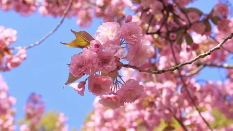 Spring Flower Background. Tree Branches Bloom Stock Footage 125484126