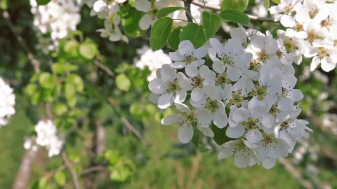 Spring Flower Background. Tree Branches Bloom Vídeo Stock 125484556
