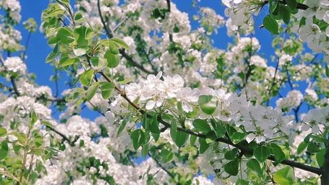 Spring Flower Background. Tree Branches Bloom Stock Footage 125485270