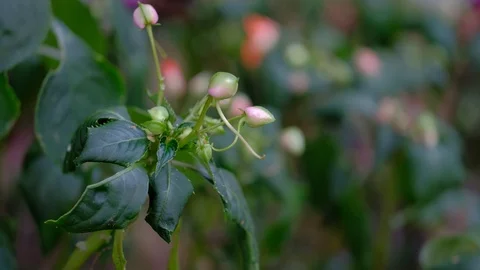 Spring flower of balsam 스톡 동영상 108698107