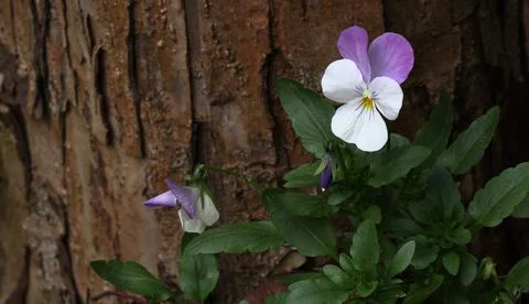 Spring flower at the base of the tree Stock Photos