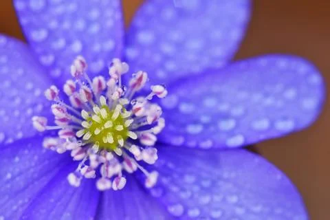 Spring flower. Beautiful blooming first small flowers in the forest. Hepati.. 스톡 사진