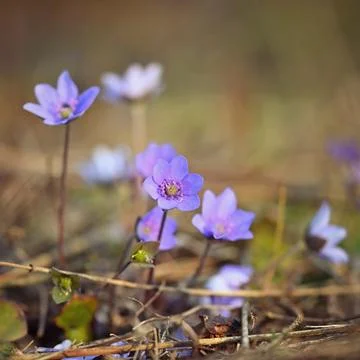 Spring flower. Beautiful blooming first small flowers in the forest. Hepati.. Stock-Fotos
