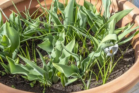Spring Flower bed with new sprouts of crocuses and tulips. Young shoots of fl Foto stock