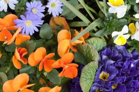 Spring flower bed Stock Photos