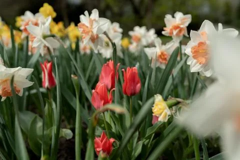 Spring flower bed Stock Photos