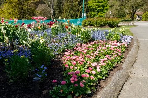 Spring flower bed at Prospect Point in Stanley Park Vancouver Stock Photos