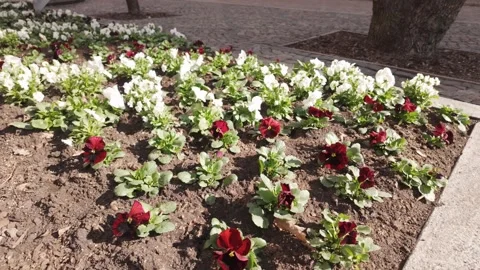 Spring Flower Bed With Red And White Pansies In Riga City Park Stock Footage 342664787